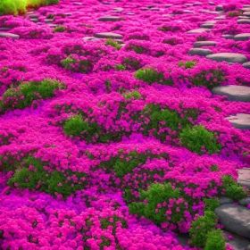 3000 Kinds Of Creeping Lavender Seeds For Planting Perennial Ground Cover Plants And Heirloom Flowers. Seeds Are Planted Without Genetic Engineer (Option: Apackage)